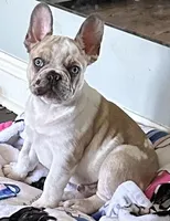 King Cake, a male French Bulldog for sale in Mobile, AL – Photo 1 of 5