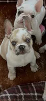 King Cake, a male French Bulldog for sale in Mobile, AL – Photo 5 of 5