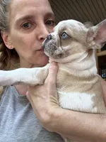 King Cake, a male French Bulldog for sale in Mobile, AL – Photo 3 of 5