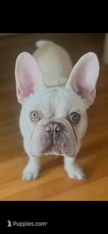 Sugar Daddy  – French Bulldog puppy for sale in Mobile, AL