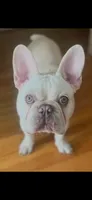 Sugar Daddy , a male French Bulldog for sale in Mobile, AL – 1 of 3