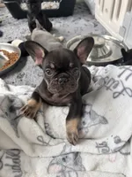 Burrito, a male French Bulldog for sale in Mobile, AL – 2 of 3