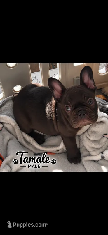 Tamale  – French Bulldog puppy for sale in Mobile, AL