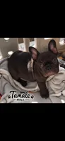 Tamale , a male French Bulldog for sale in Mobile, AL – 1 of 8