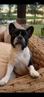 Valor, a male French Bulldog for sale in Mobile, AL – 5 of 5