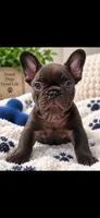 Tamale , a male French Bulldog for sale in Mobile, AL – 3 of 8