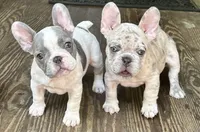 Toast, a female French Bulldog for sale in Mobile, AL – Photo 2 of 4