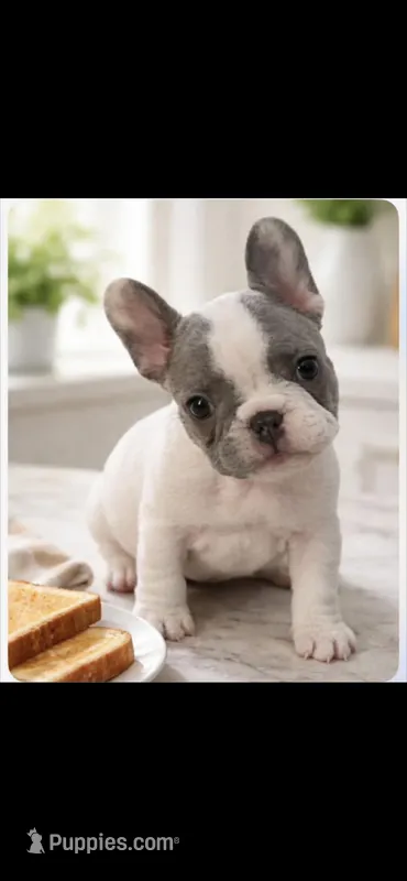 Toast – French Bulldog puppy for sale in Mobile, AL