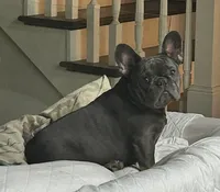 Tamale , a male French Bulldog for sale in Mobile, AL – 6 of 6