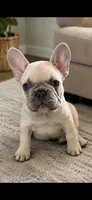 Valor, a male French Bulldog for sale in Mobile, AL – 1 of 5
