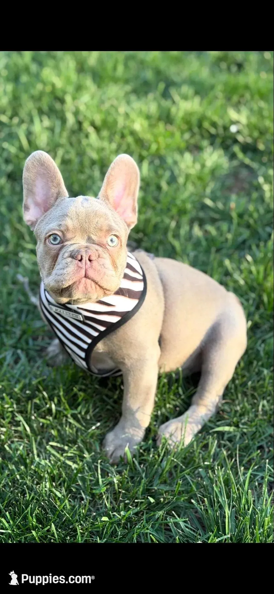 Scampi, a male French Bulldog for sale in Mobile, AL – 5 of 5