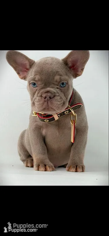Scampi – French Bulldog puppy on hold in Mobile, AL