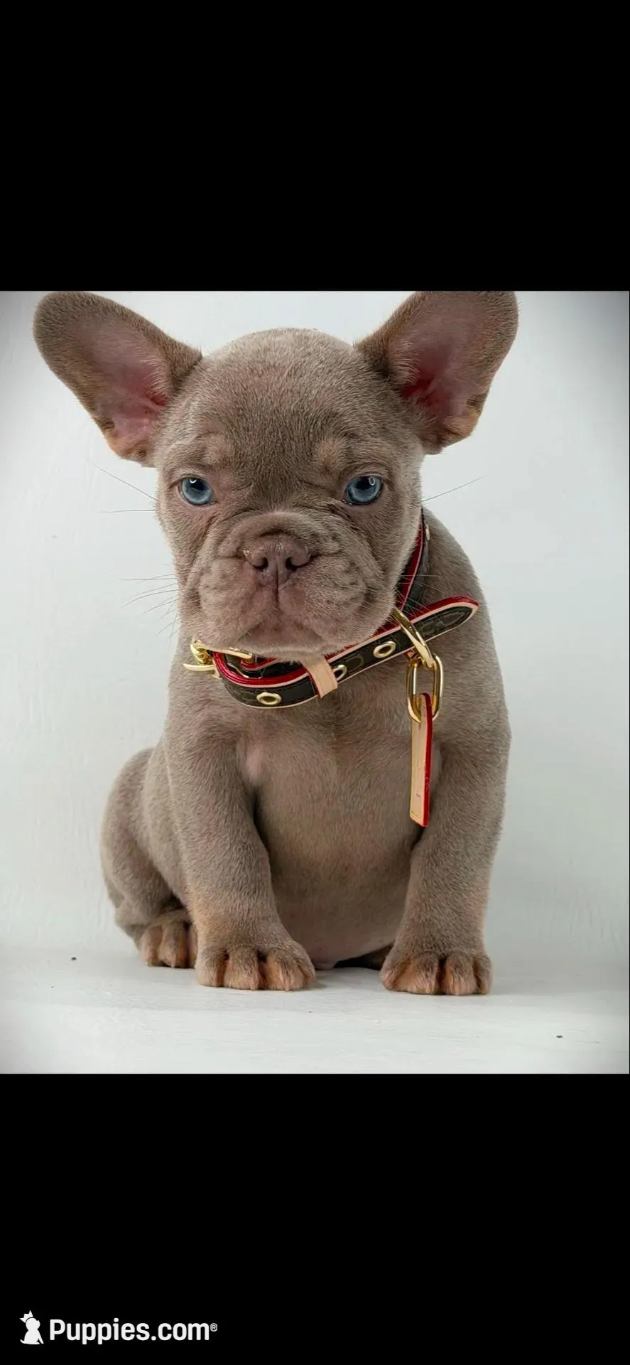 Scampi, a male French Bulldog for sale in Mobile, AL – 1 of 5