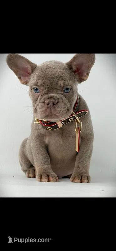 Scampi – French Bulldog puppy for sale in Mobile, AL
