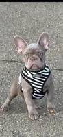 Scampi, a male French Bulldog for sale in Mobile, AL – Photo 4 of 5