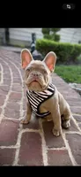 Scampi, a male French Bulldog for sale in Mobile, AL – 2 of 2