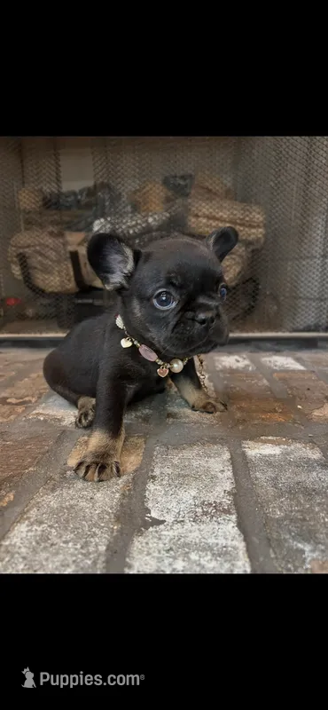 Nacho – French Bulldog puppy for sale in Mobile, AL