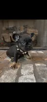Nacho, a female French Bulldog for sale in Mobile, AL – 1 of 5