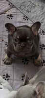 Burrito, a male French Bulldog for sale in Mobile, AL – 3 of 3