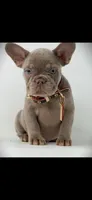 Scampi, a male French Bulldog for sale in Mobile, AL – 1 of 2