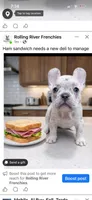 Ham Sandwich , a male French Bulldog for sale in Mobile, AL – Photo 1 of 3