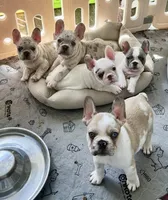 Ham Sandwich , a male French Bulldog for sale in Mobile, AL – Photo 2 of 3