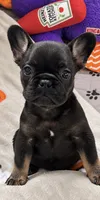 Nacho, a female French Bulldog for sale in Mobile, AL – 2 of 7