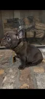 Tamale , a male French Bulldog for sale in Mobile, AL – 3 of 6