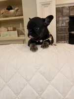 Nacho, a female French Bulldog for sale in Mobile, AL – 2 of 5