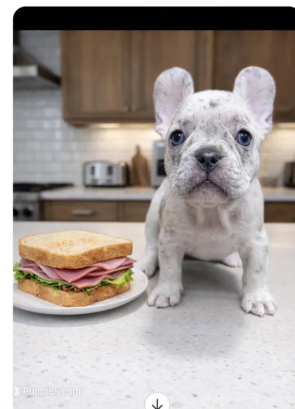 Ham Sandwich – French Bulldog puppy for sale in Mobile, AL