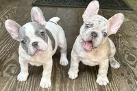 Ham Sandwich, a male French Bulldog for sale in Mobile, AL – Photo 3 of 5