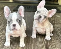 Ham Sandwich, a male French Bulldog for sale in Mobile, AL – Photo 2 of 5