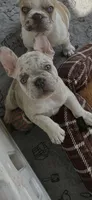 Ham Sandwich, a male French Bulldog for sale in Mobile, AL – Photo 4 of 5