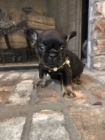 Nacho, a female French Bulldog for sale in Mobile, AL – 3 of 5