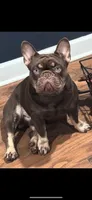 Tamale , a male French Bulldog for sale in Mobile, AL – 5 of 6