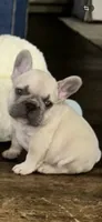 Valor, a male French Bulldog for sale in Mobile, AL – 2 of 5