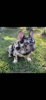 Valor, a male French Bulldog for sale in Mobile, AL – 4 of 5