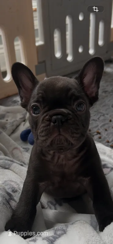 Tamale  – French Bulldog puppy for sale in Mobile, AL