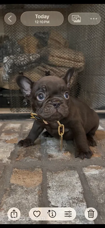 Tamale  – French Bulldog puppy for sale in Mobile, AL