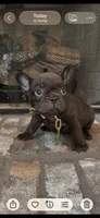 Tamale , a male French Bulldog for sale in Mobile, AL – 1 of 6