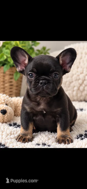 Nacho – French Bulldog puppy for sale in Mobile, AL