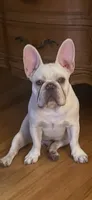 Sugar Daddy , a male French Bulldog for sale in Mobile, AL – 3 of 3