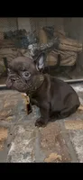 Tamale , a male French Bulldog for sale in Mobile, AL – 4 of 6