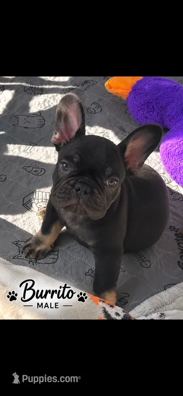 Burrito – French Bulldog puppy for sale in Mobile, AL