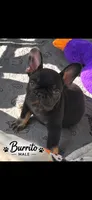 Burrito, a male French Bulldog for sale in Mobile, AL – 1 of 2