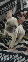 Valor, a male French Bulldog for sale in Mobile, AL – 3 of 5