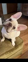 Sugar Daddy , a male French Bulldog for sale in Mobile, AL – 2 of 3