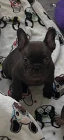 Tamale , a male French Bulldog for sale in Mobile, AL – 4 of 8