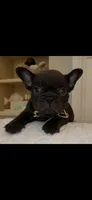 Tamale , a male French Bulldog for sale in Mobile, AL – 2 of 6