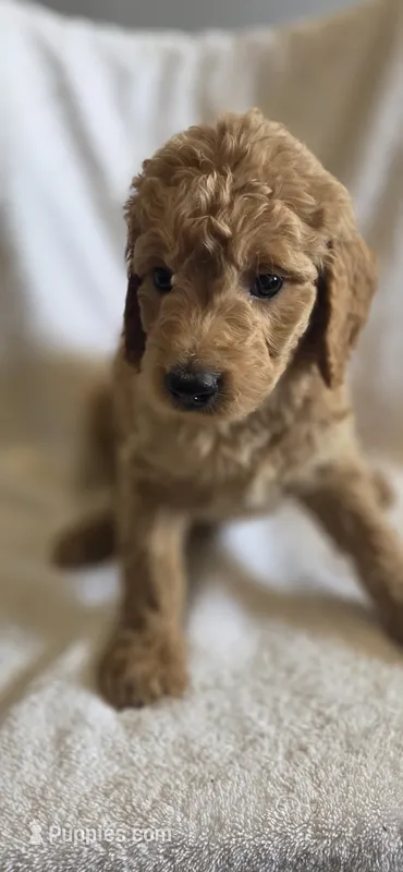 Saturday , a female Goldendoodle for sale in Golden Valley, AZ – 1 of 2